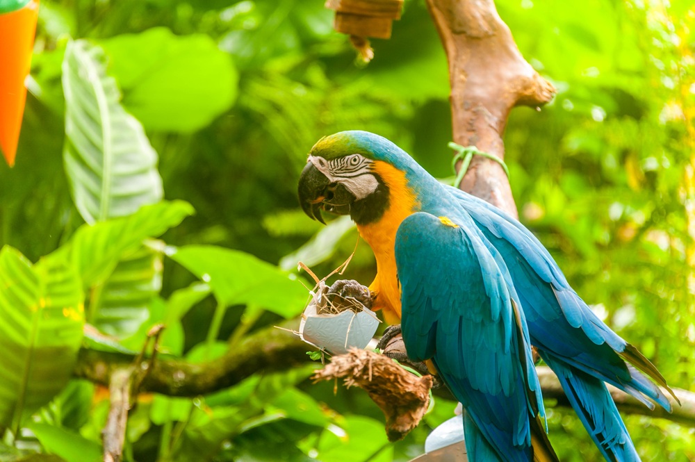 Atividades de Páscoa no Parque das Aves unem educação e bem-estar animal