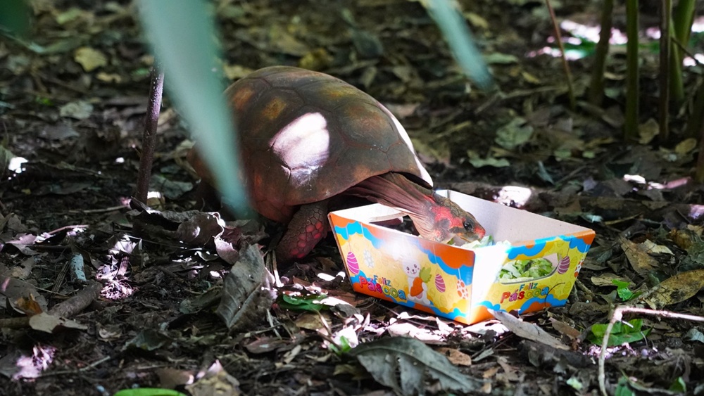 Jabuti se alimenta em caixa com tema de Páscoa, no chão da floresta com folhas secas e vegetação ao redor.