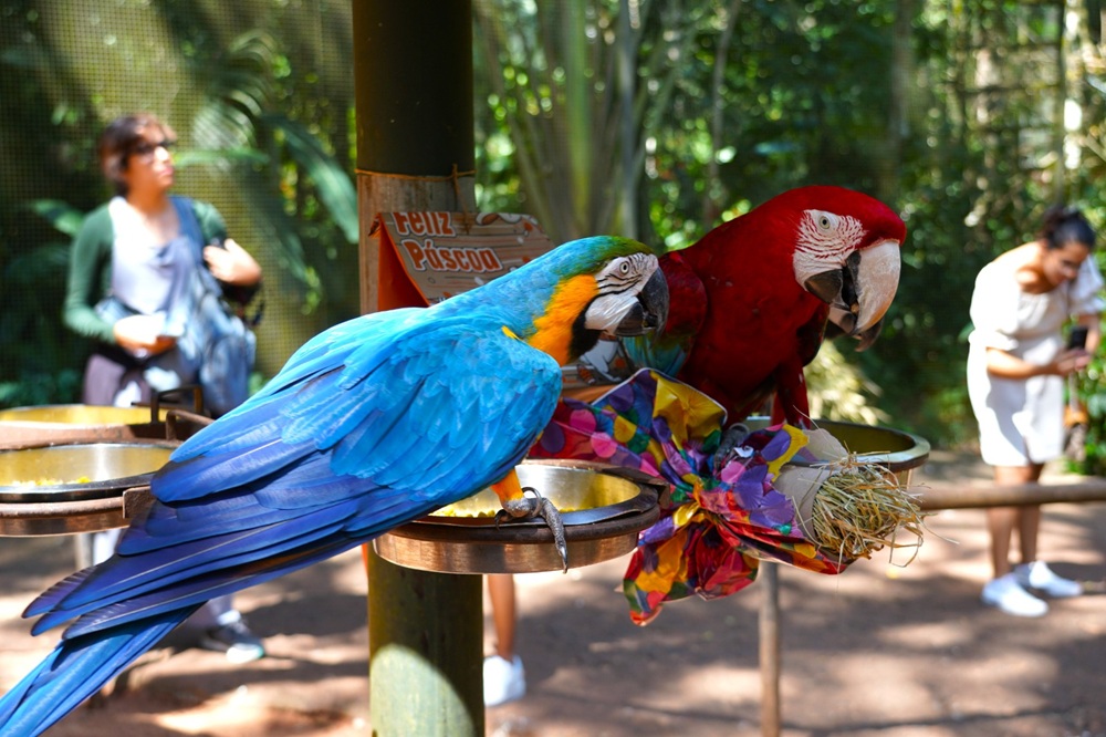 Feriados de abril devem atrair 14 mil pessoas ao Parque das Aves