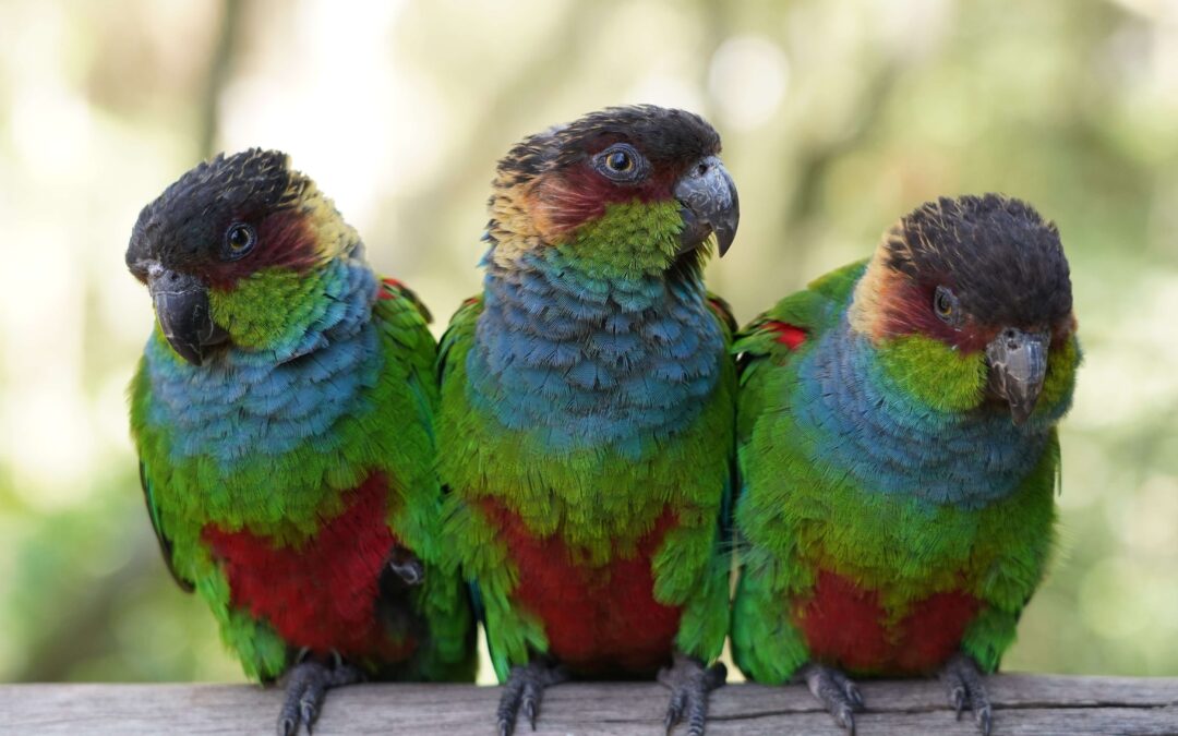 Entrada gratuita para moradores de Foz no Parque das Aves em junho