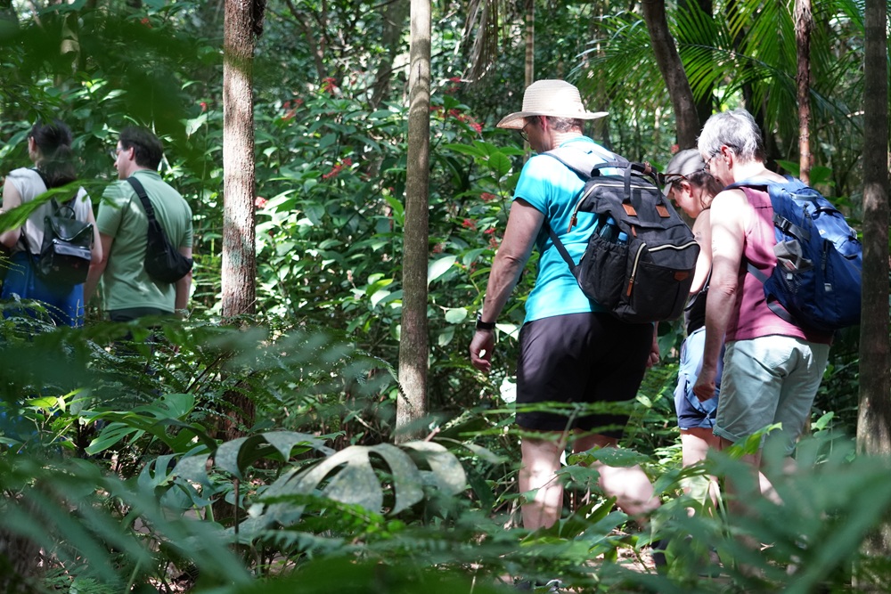 Visitantes caminham em trilha cercada por vegetação densa da Mata Atlântica, em clima de descoberta e conexão com a natureza. Turismo na trilha.