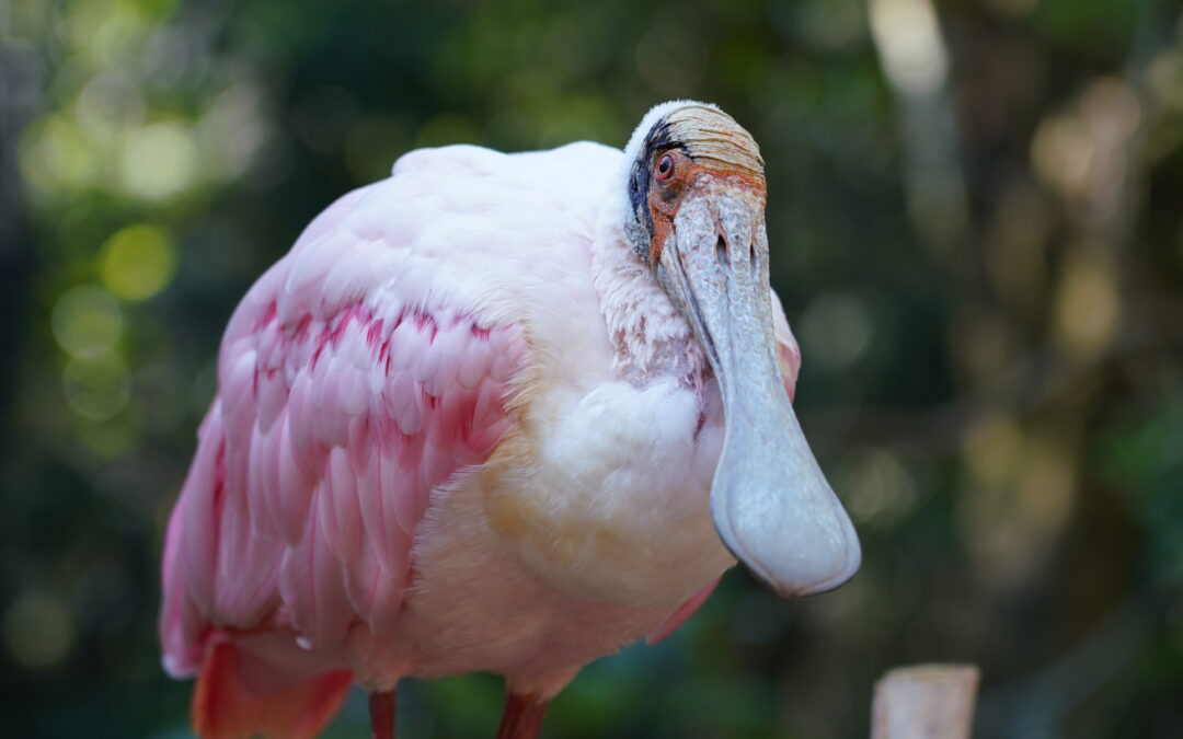 Parque das Aves participa do Aves Experience 2025 sobre manejo e reprodução