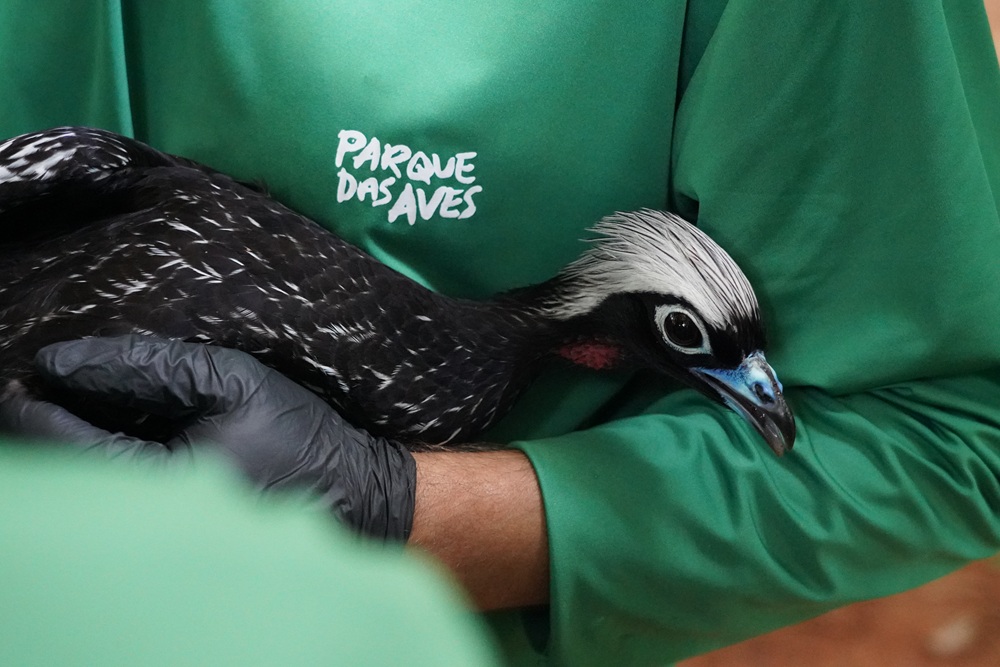Profissional do Parque das Aves segura uma jacutinga nos braços com cuidado e atenção.