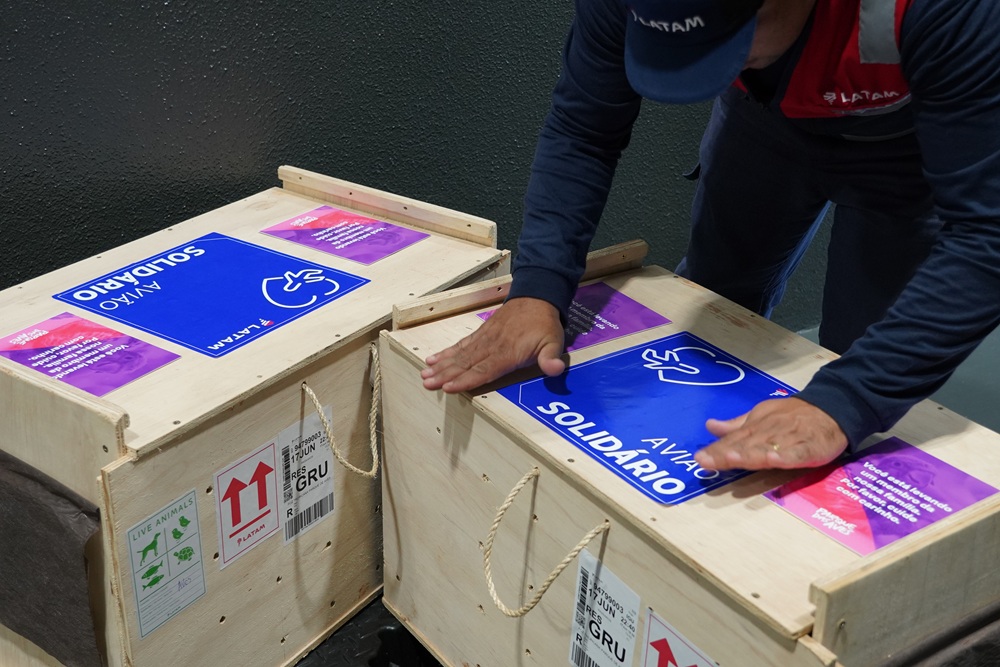 Funcionário da LATAM posiciona etiquetas de transporte nas caixas de madeira com aves, identificadas com o selo Avião Solidário.
