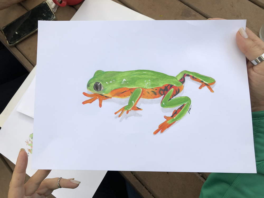 Desenho de anfíbio colorido feito para o concurso da Mata Atlântica.