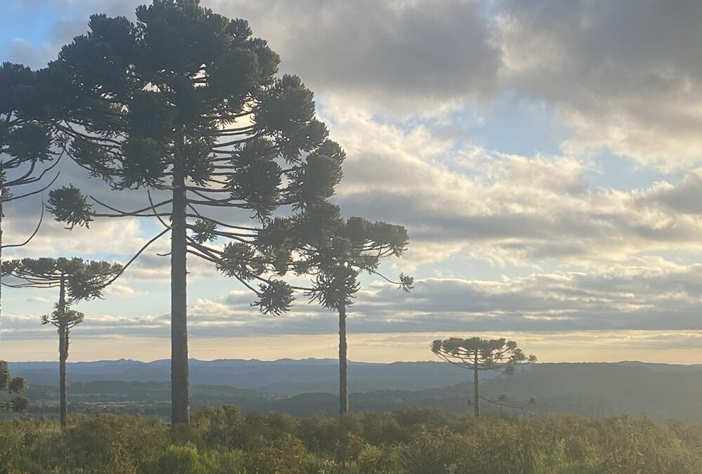 Araucária é tema de exposição no Parque das Aves