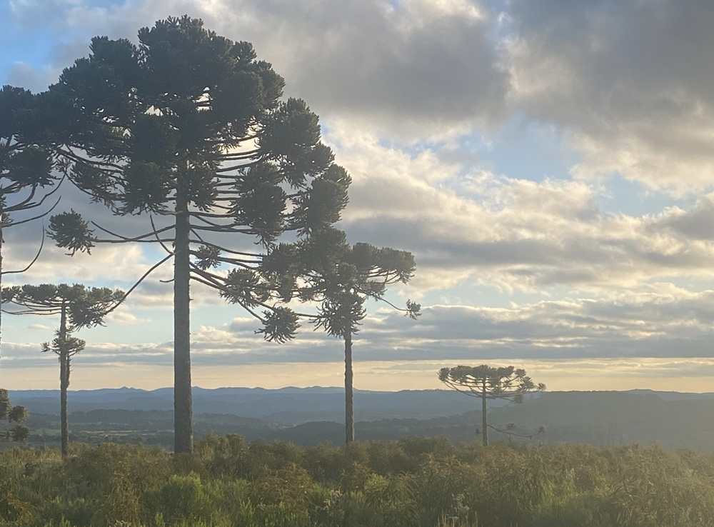 Araucárias em destaque na paisagem ao entardecer, com céu nublado e montanhas ao fundo.
