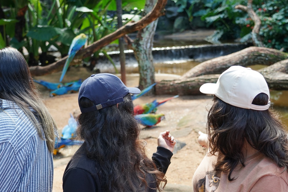 Grupo de visitantes observa araras coloridas no Viveiro das Araras do Parque das Aves.
