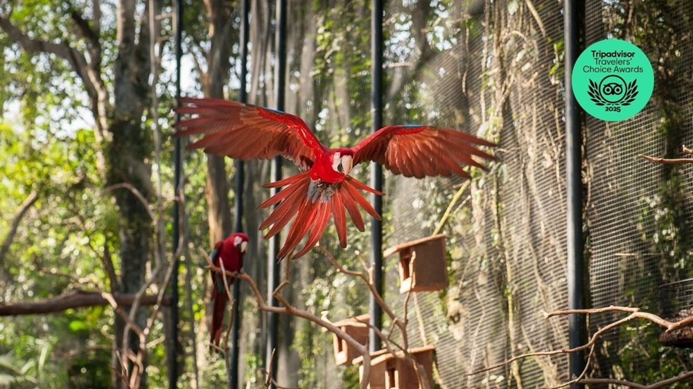 Parque das Aves é destaque no TripAdvisor com o selo Travellers’ Choice 2025