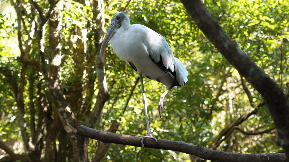 Dia Mundial das Aves Migratórias é tema de exposição no Parque das Aves