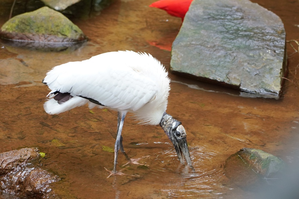 Cabeça-seca com o bico submerso em riacho, em ambiente que simula seu habitat.