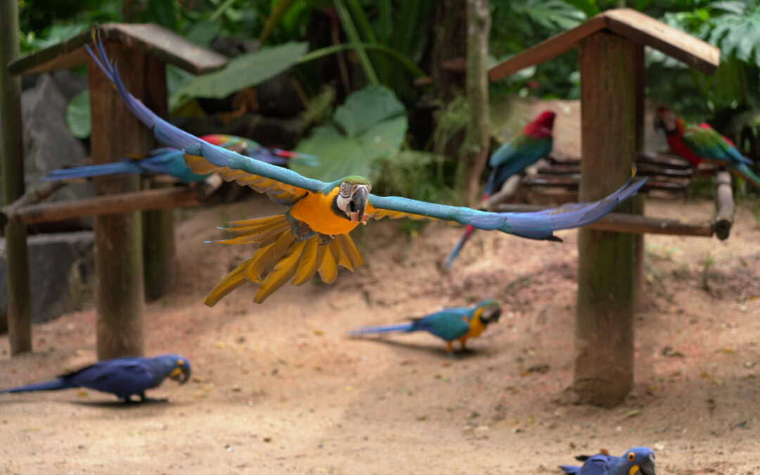 Parque das Aves recebe visita de grupo internacional de estudantes e especialistas