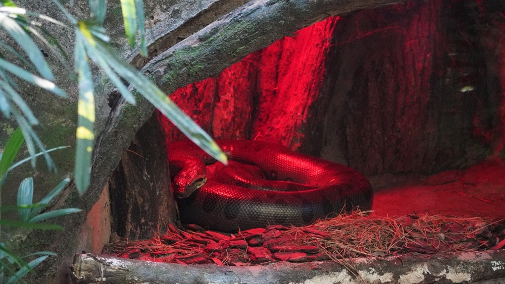 Sucuri enrolada em abrigo com iluminação vermelha, dentro do recinto.