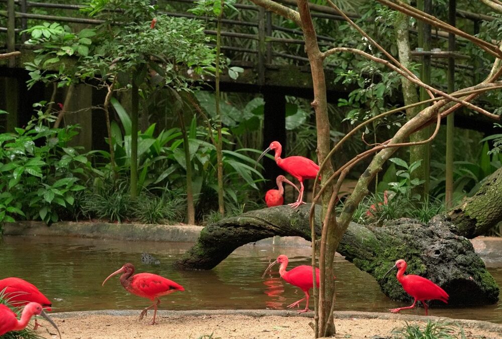 Parque das Aves promove exposição especial sobre manguezais no dia 22 de julho