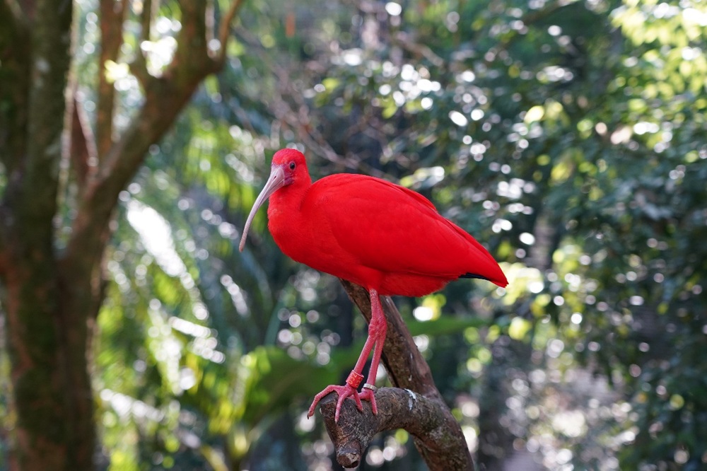 Guará-vermelho empoleirado em galho no Viveiro Aves de Rios e Manguezais do Parque das Aves.