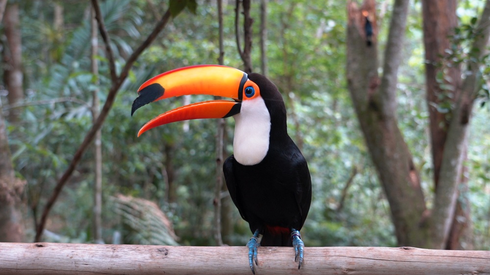 Parque das Aves registra recorde de visitantes e reforça posição como referência em Foz do Iguaçu