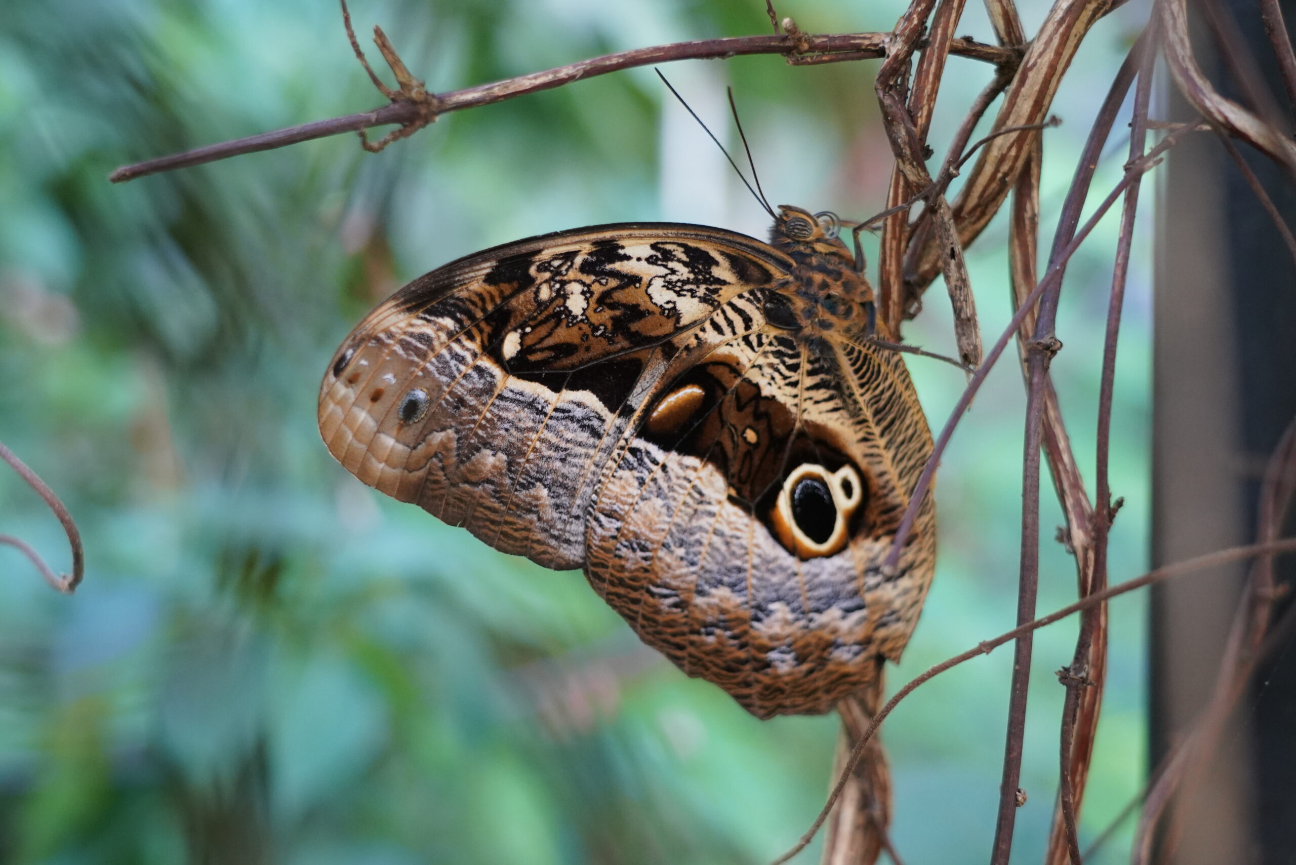Atividade no Parque das Aves promoveu observação de borboletas