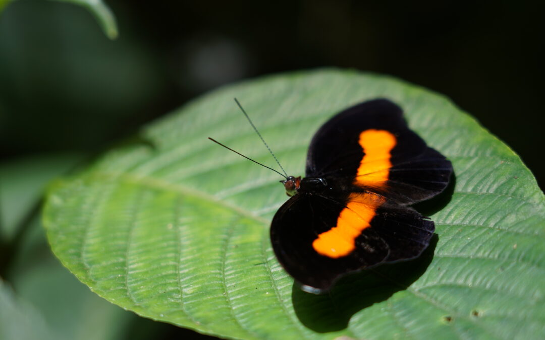 Atividade no Parque das Aves promoveu observação de borboletas