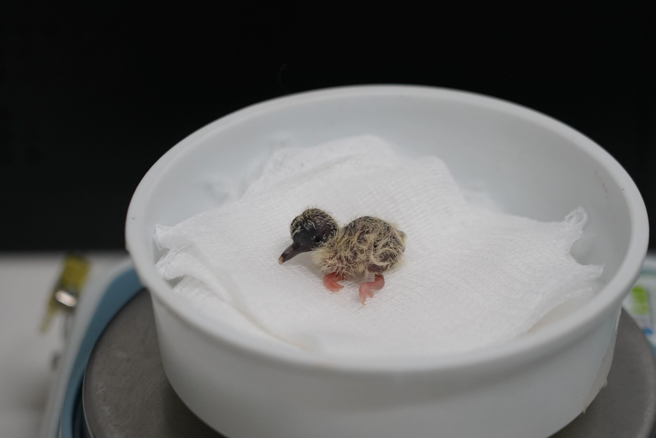 Filhote rolinha-do-planalto 