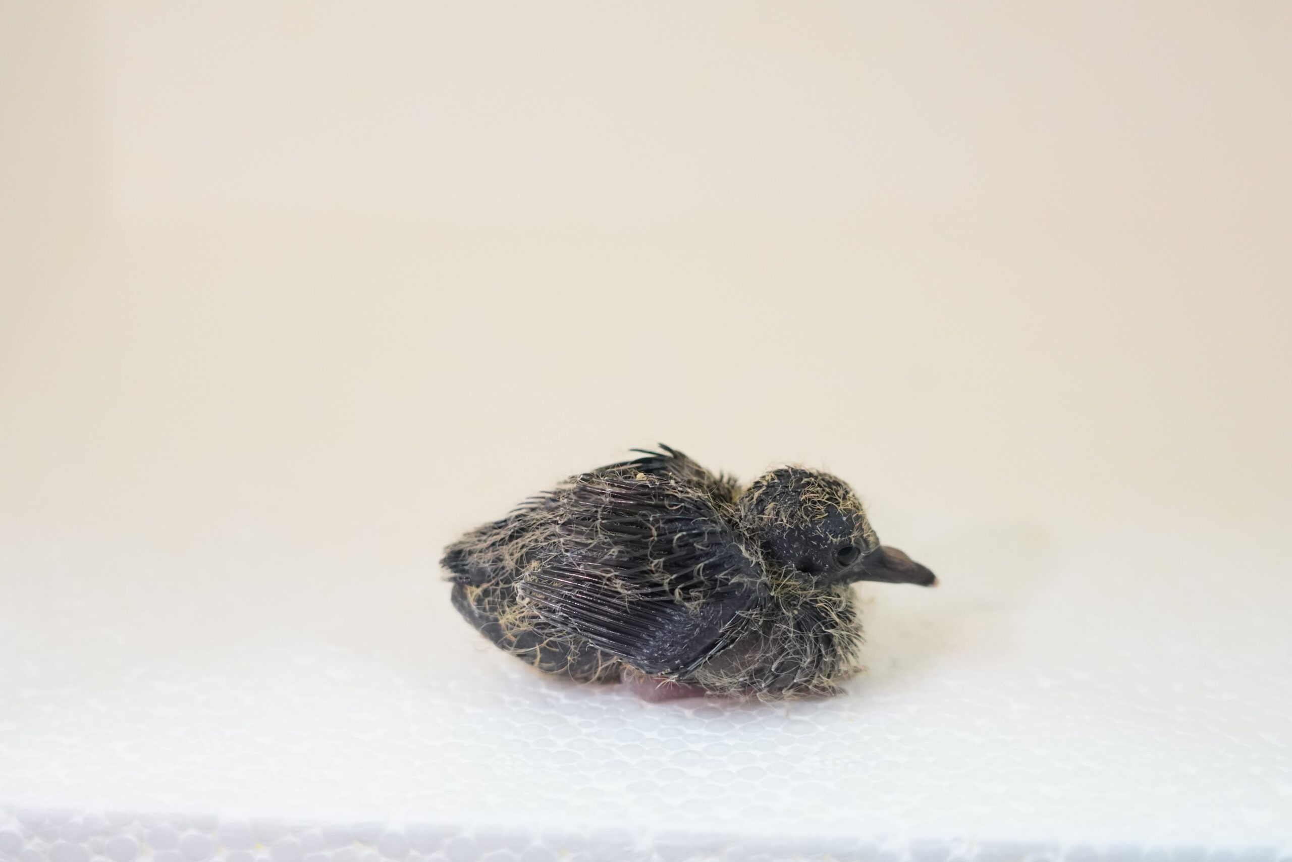 crescimento rolinha-do-planalto