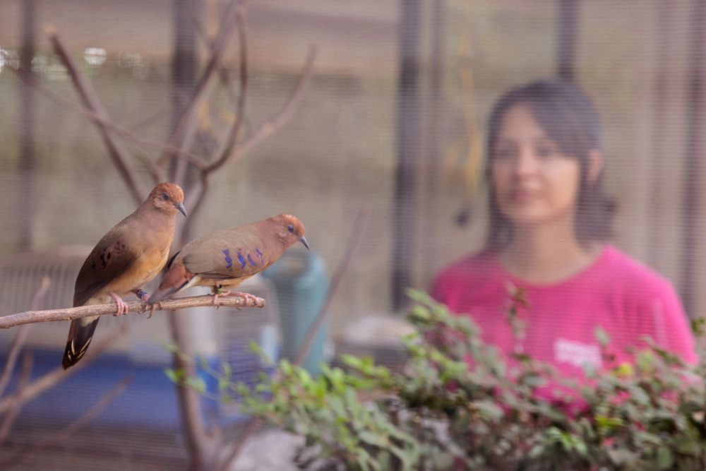 Colaboradora observando rolinha-do-planalto (foto Gustavo Fonseca)