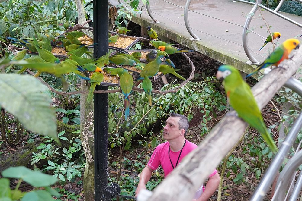 Tratador alimentando periquitos
