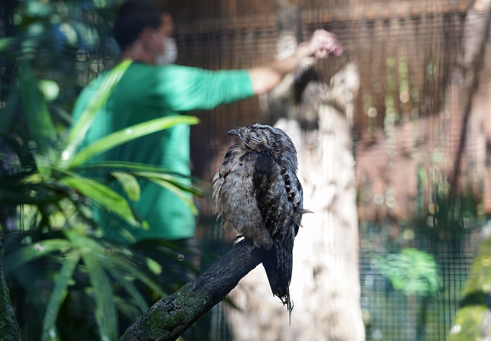 urutau sendo alimentado