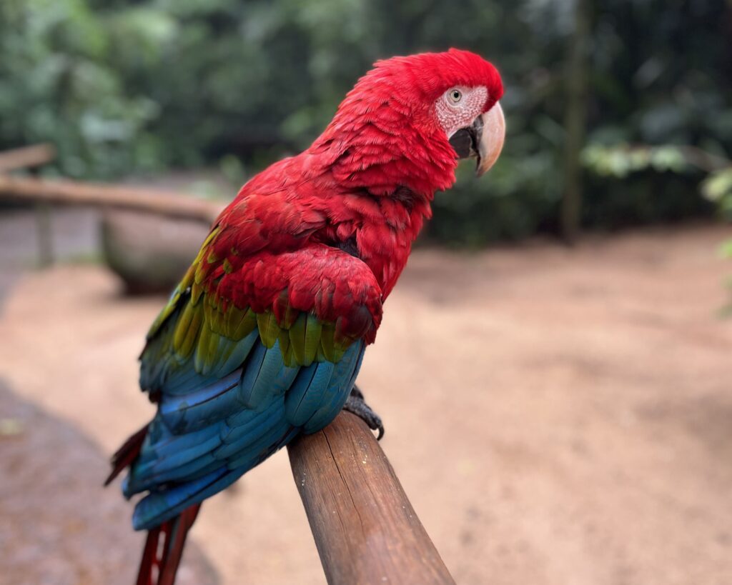 Arara-vermelha em dia de chuva
