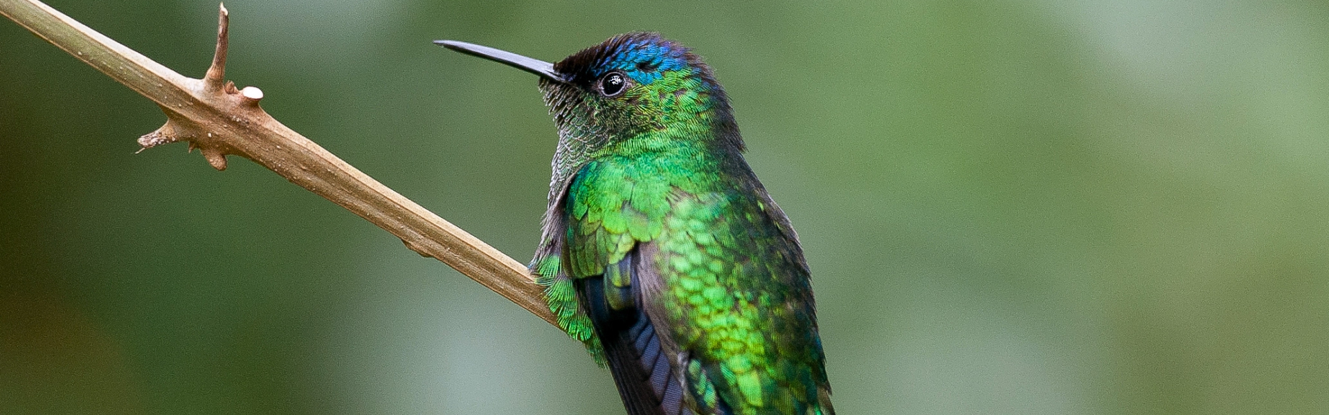 Borboletas e Beija-flores