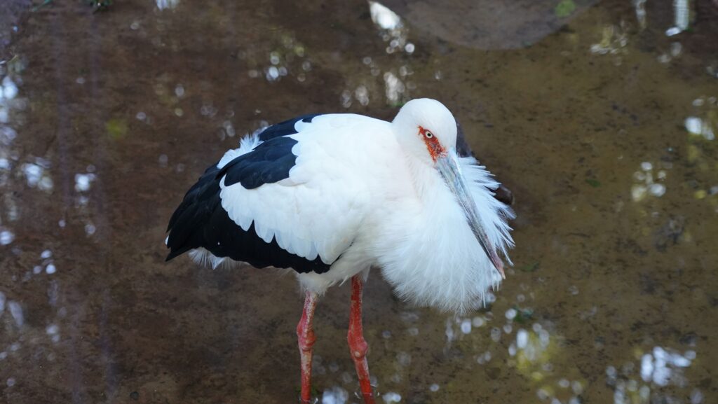 Maguari no viveiro Aves de Rios e Manguezais