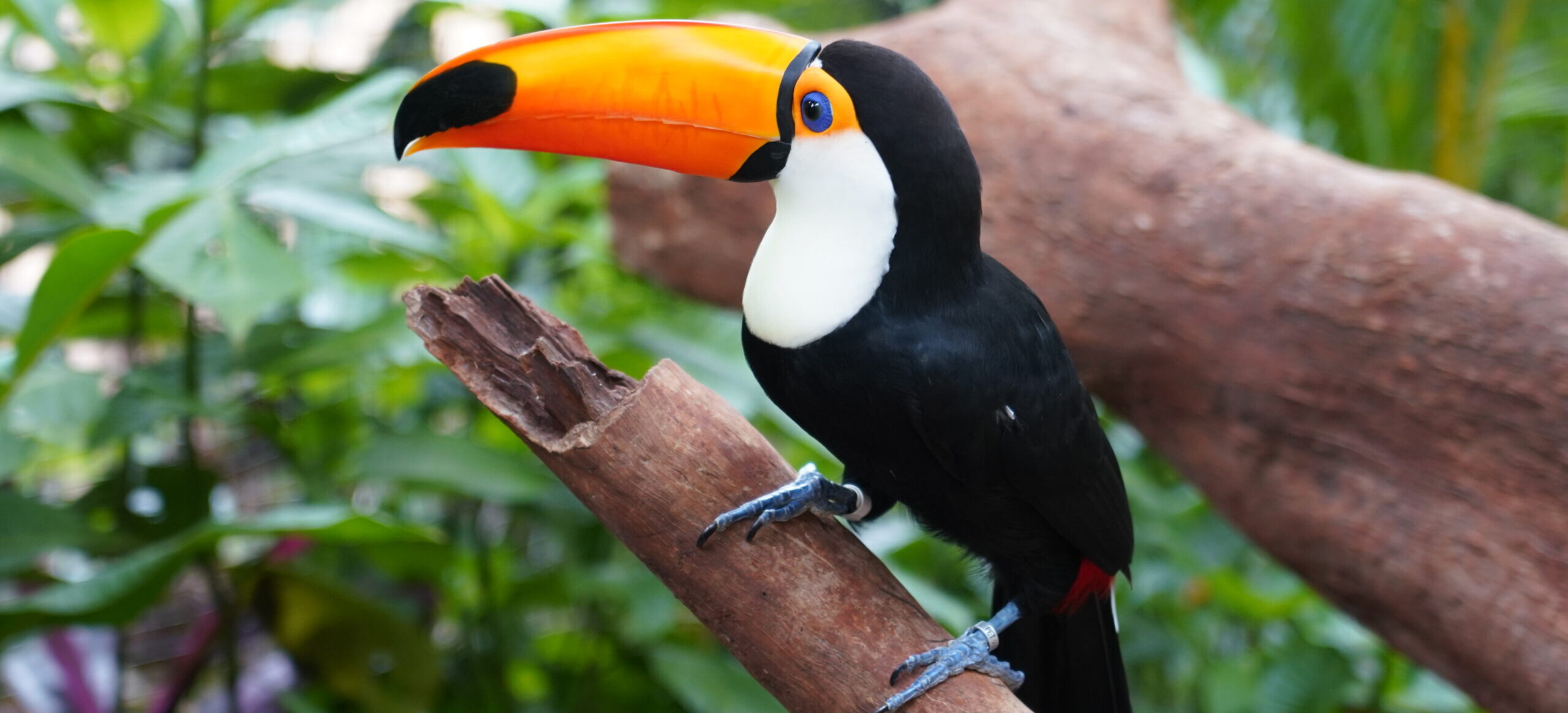 Viveiro O Mundo dos Tucanos