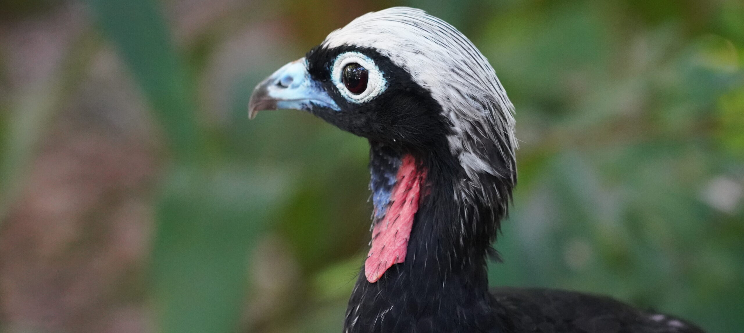 Viveiro Os Pequenos Marrons