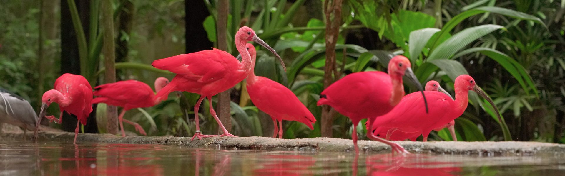 Viveiro Aves de Rios e Manguezais