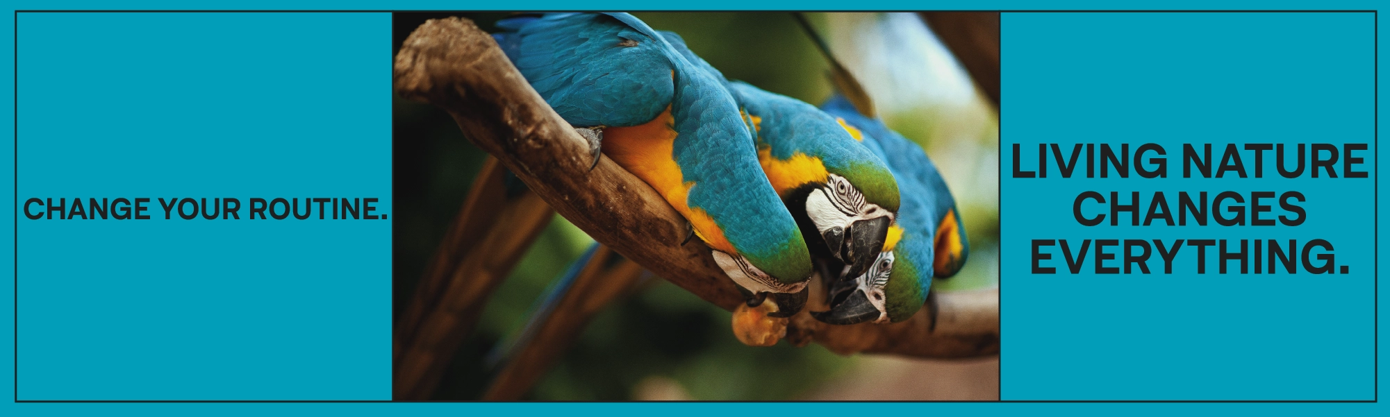 AF_Banner_Site_PDA_03