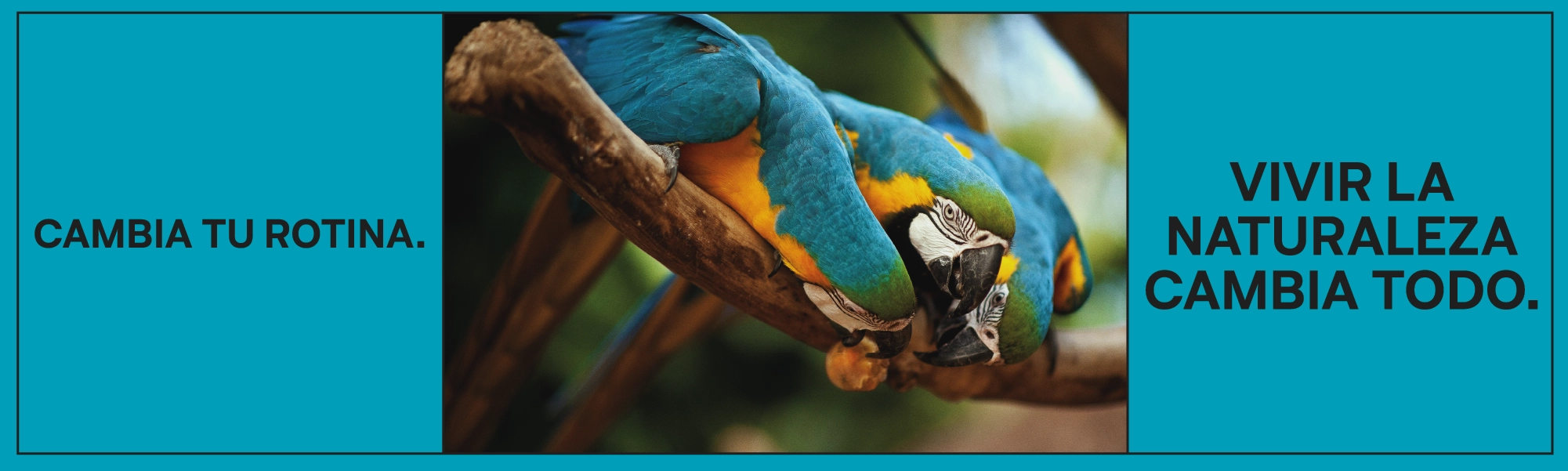 AF_Banner_Site_PDA_03