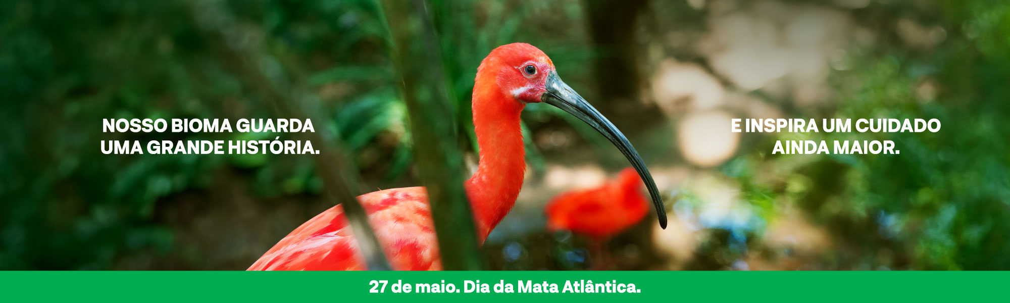 AP_PdA_Banners_Site_Dia-Mata-Atlantica_02.jpg