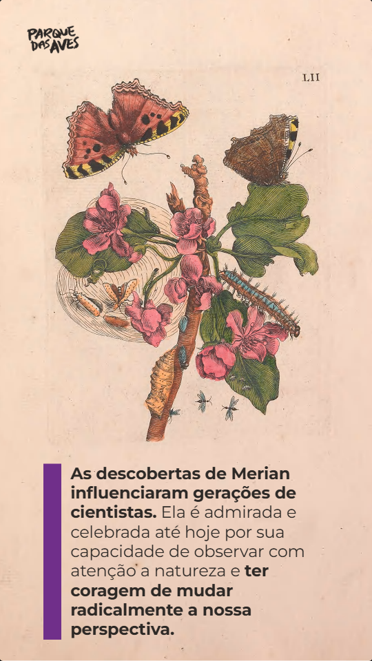 Maria Sibylla Merian, a mulher que descobriu a metamorfose