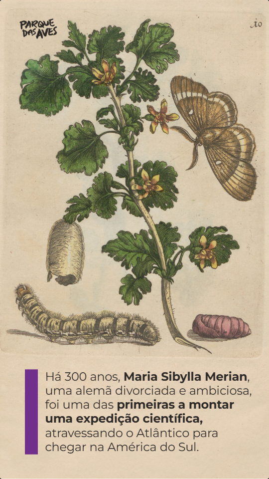 Maria Sibylla Merian, a mulher que descobriu a metamorfose