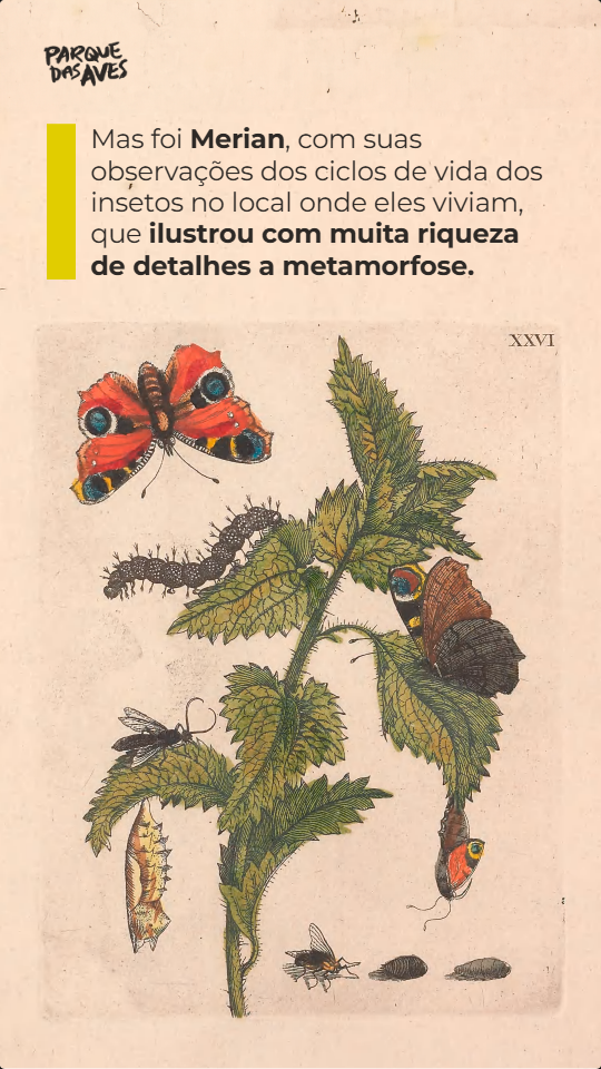 Maria Sibylla Merian, a mulher que descobriu a metamorfose