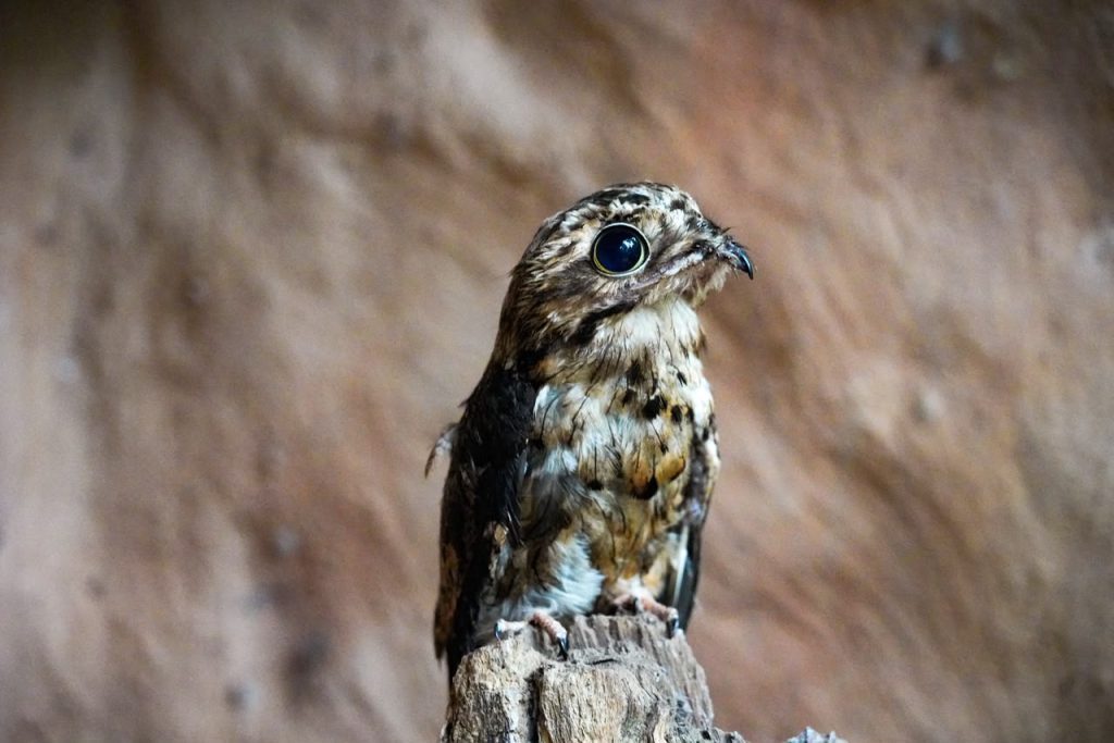 Implante de penas ajuda urutau resgatado no Parque das Aves