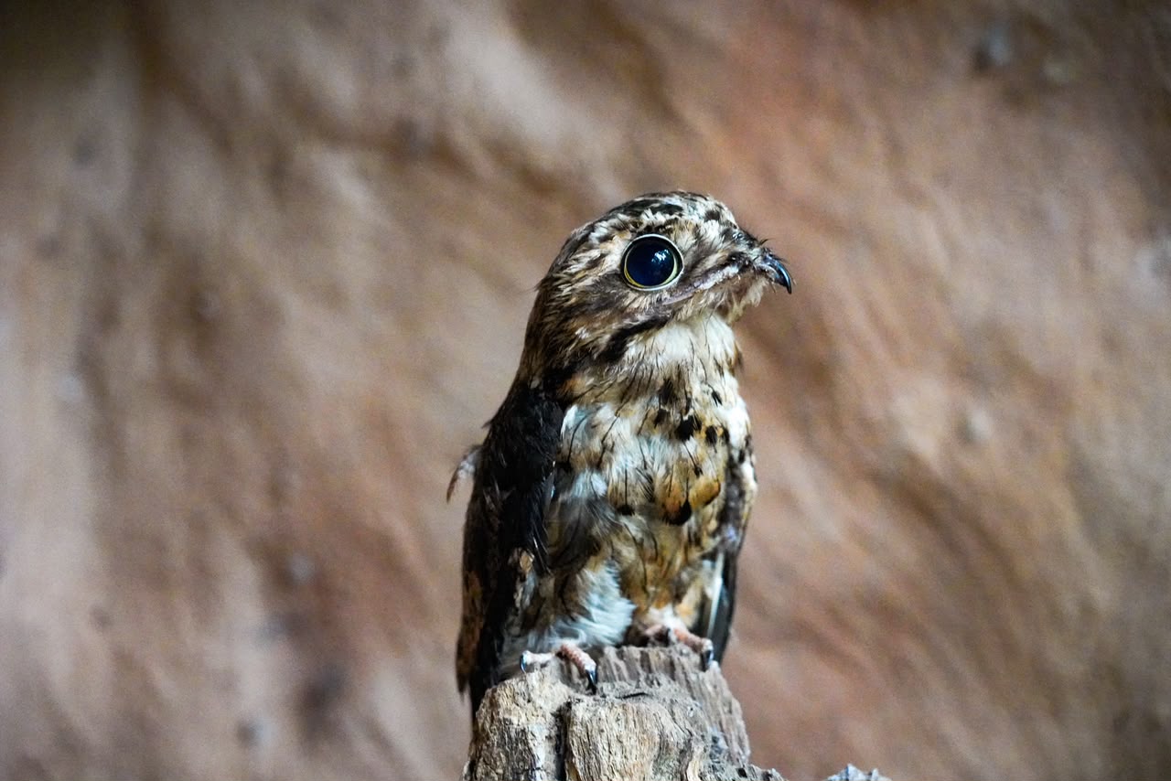 Implante de penas ajuda urutau resgatado no Parque das Aves