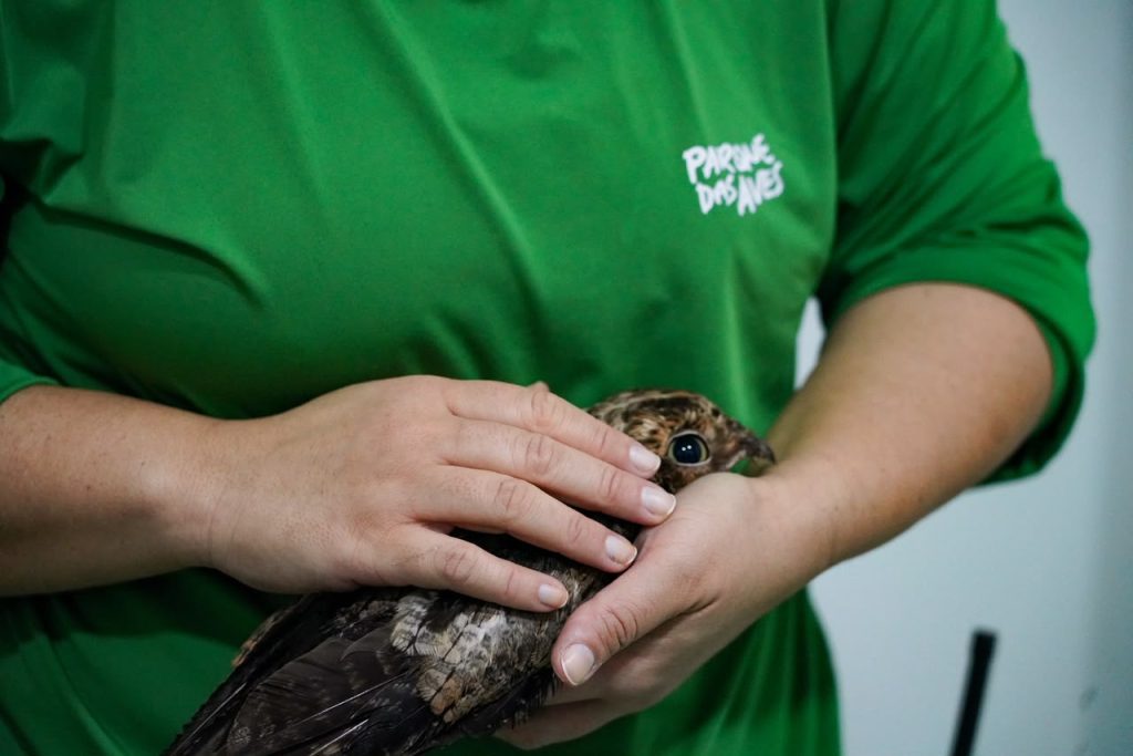 Urutau recebe transplante de penas para recuperação de voo