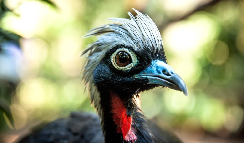 Parque das Aves sends jacutingas to boost Atlantic Forest