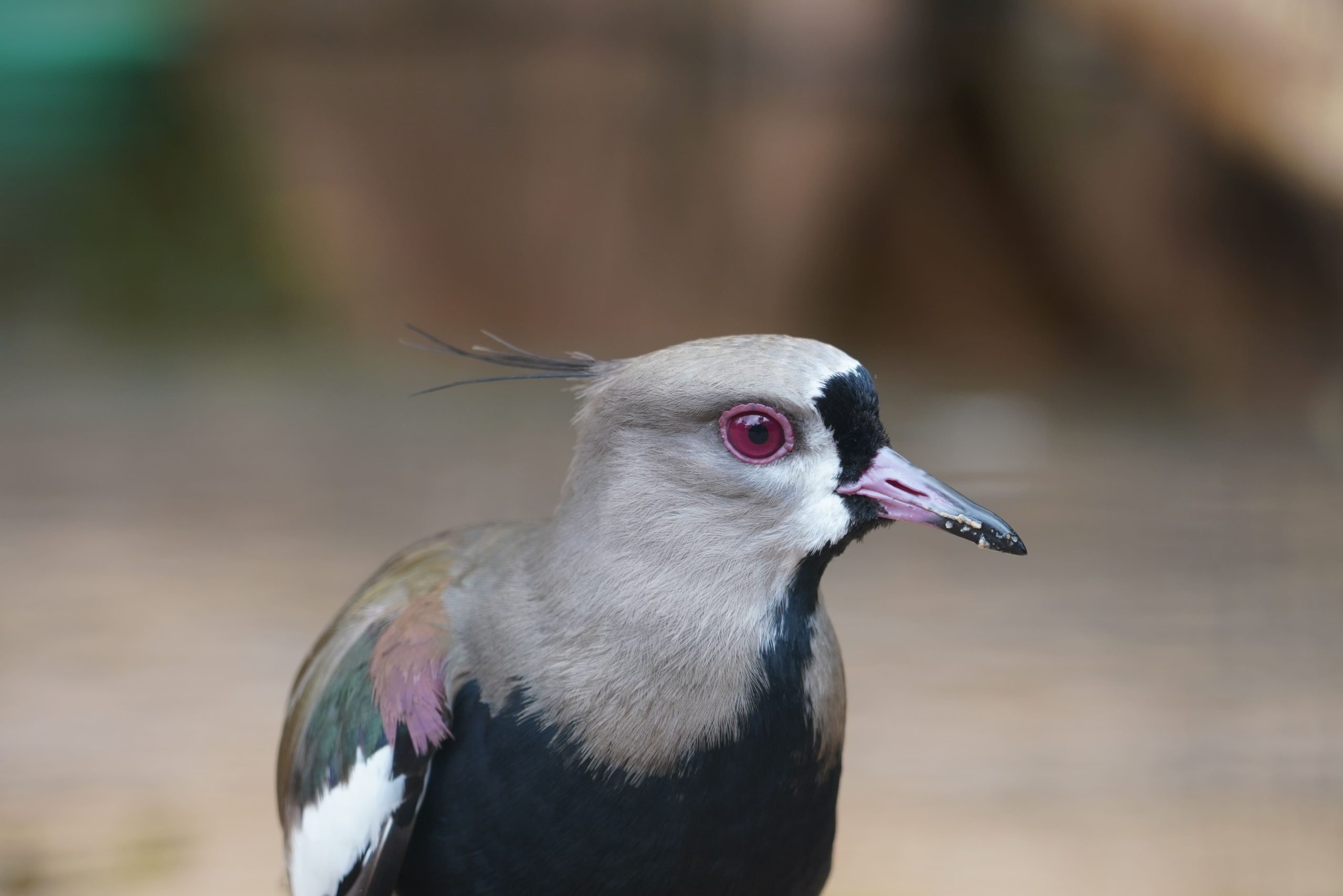 Quero quero no Parque das Aves